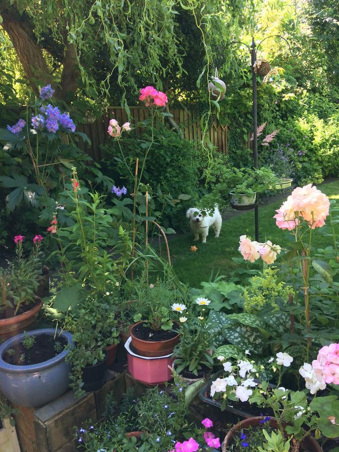 The Terrace Bed and Breakfast Iffley Exteriör bild